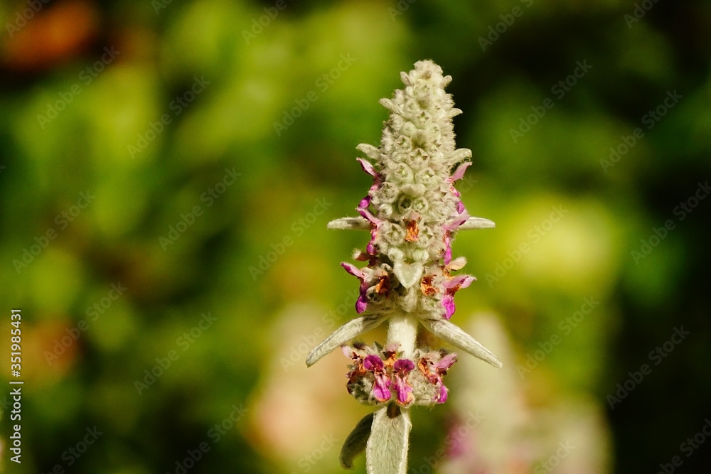 Stachys Byzantina flower, known as lamb ears Stachys Byzantina flower, known as lamb ears