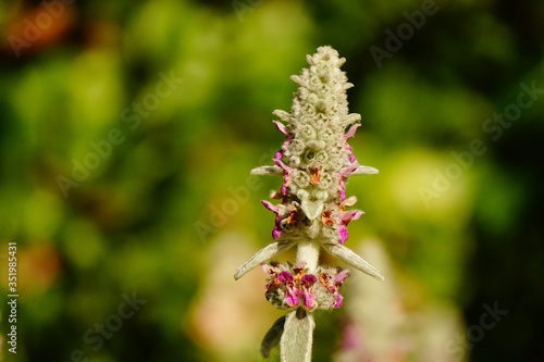 Stachys Byzantina flower, known as lamb ears