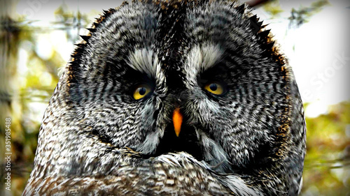 owl close up eyes © Elle