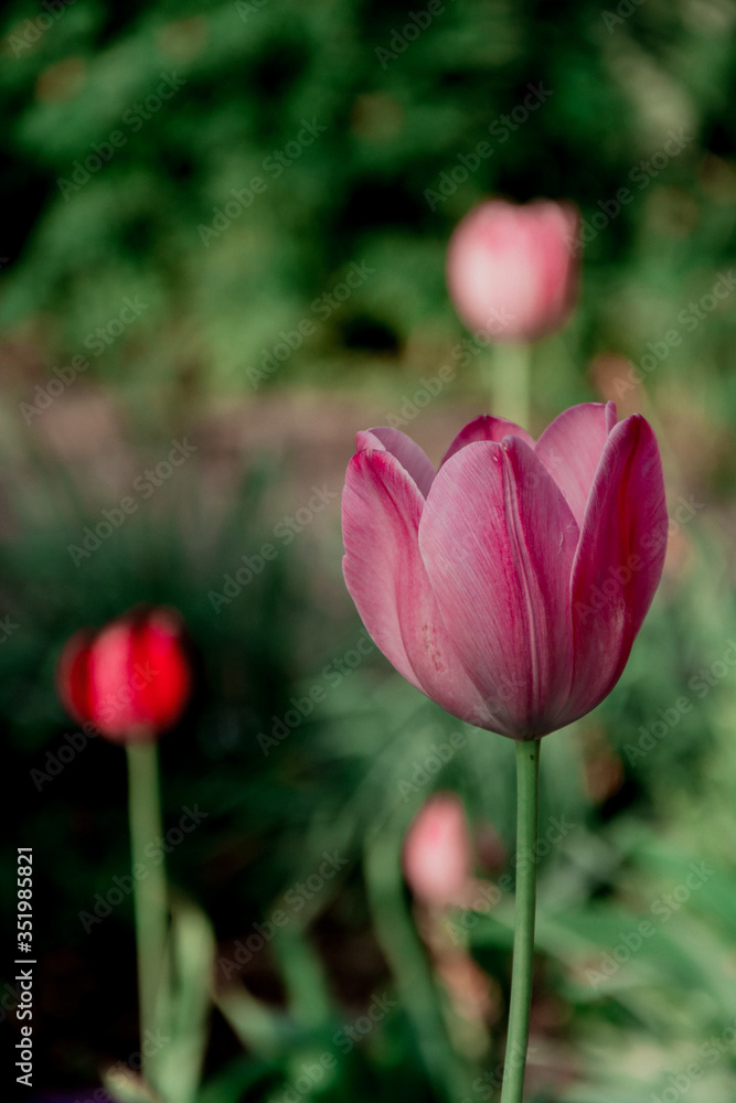 pink tulip flower