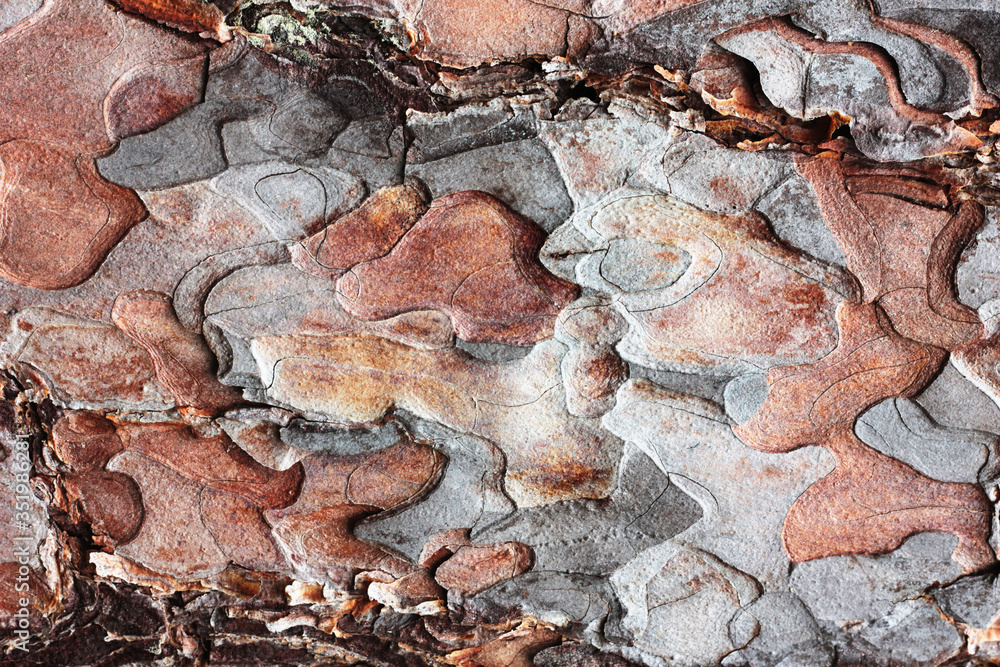 bark of a tree bark of a tree