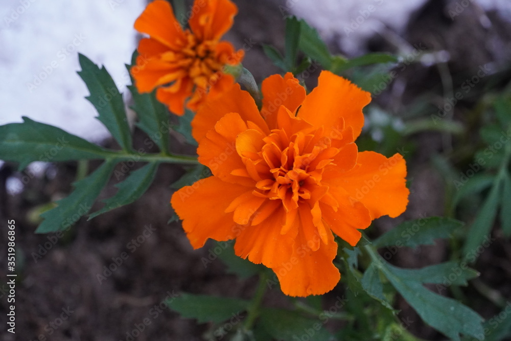 Spring flowers in late May 