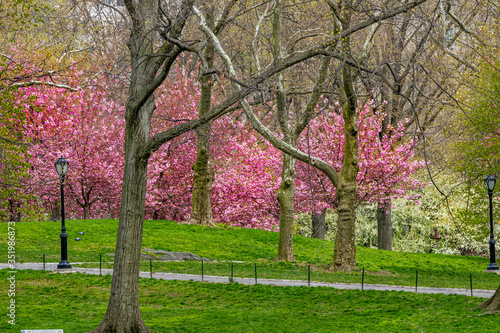 Obraz na płótnie Central Park, Manhattan, New York City in spring w salonie