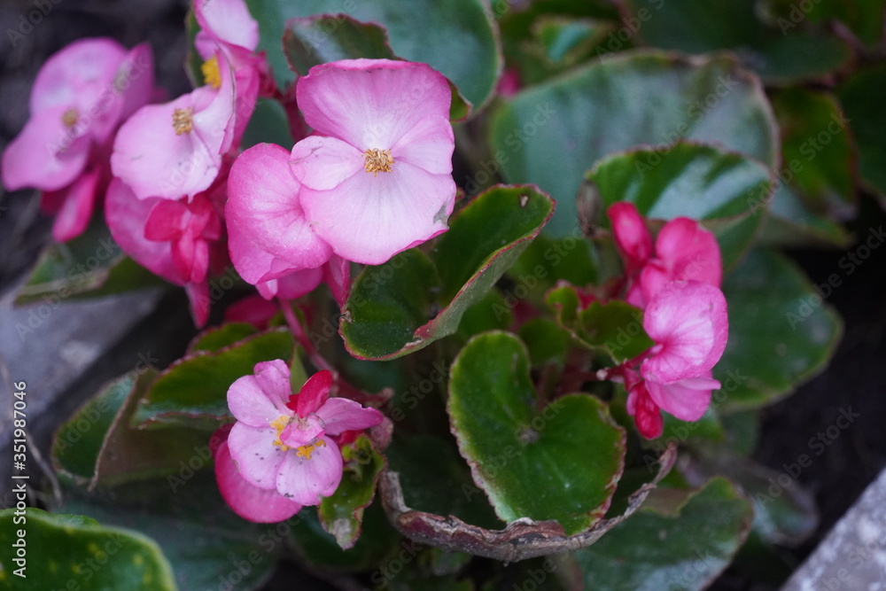 Fototapeta premium Spring flowers in late May