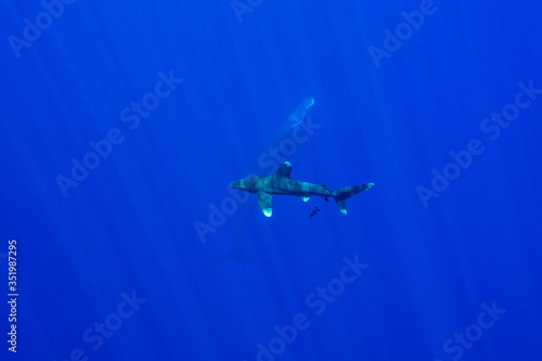 Fototapeta Naklejka Na Ścianę i Meble -  Whitetip shark
