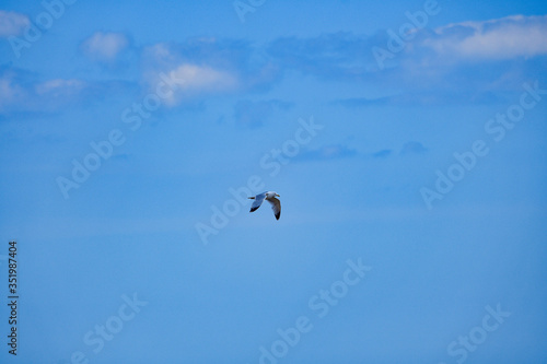 Seagull in the blue sky