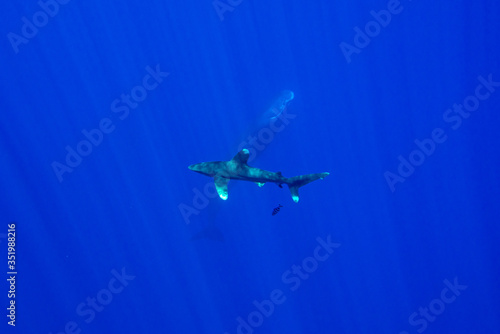 Fototapeta Naklejka Na Ścianę i Meble -  Whitetip shark