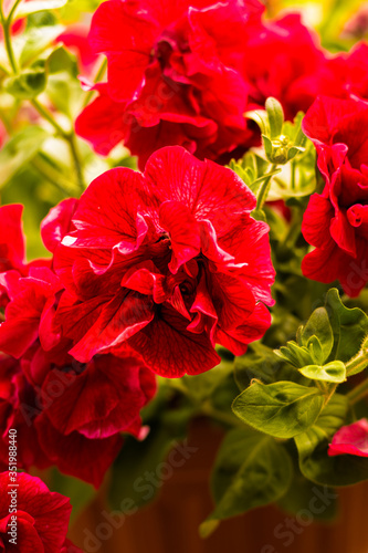 Petunia is a beautiful tropical flower that is very popular in Europe and Asia as a decoration of flower beds and houses