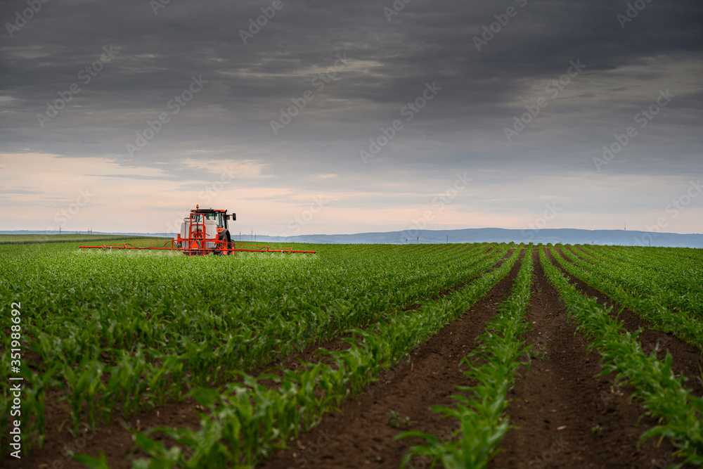 Tractor spraying corn field Tractor spraying corn field