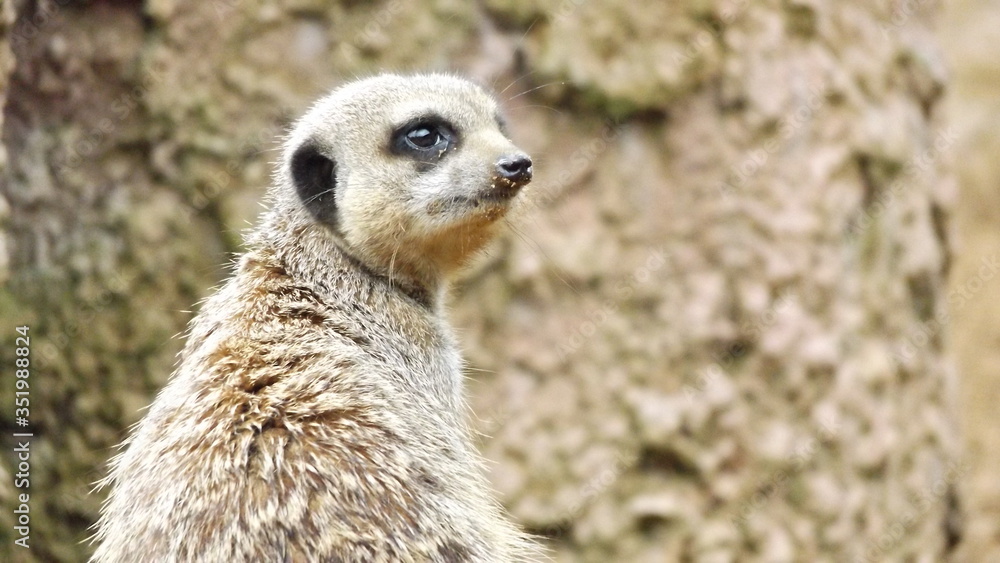 meerkat on the lookout meerkat on the lookout