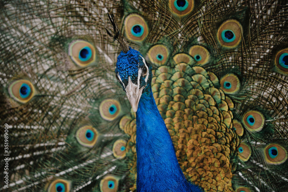 Obraz premium peacock feather close up
