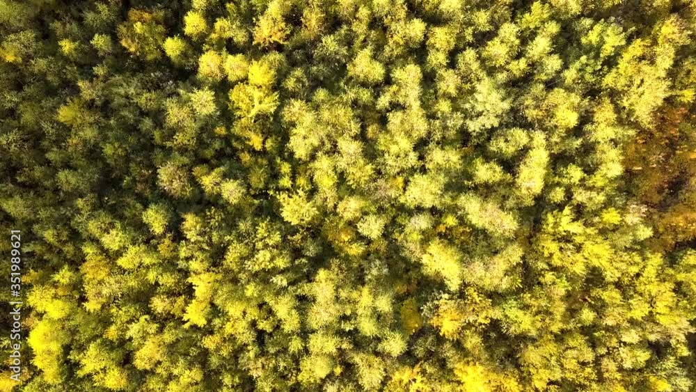 Autumn forest with bright orange and yellow leaves. Dense woods in sunny fall weather. Autumn forest with bright orange and yellow leaves. Dense woods in sunny fall weather.