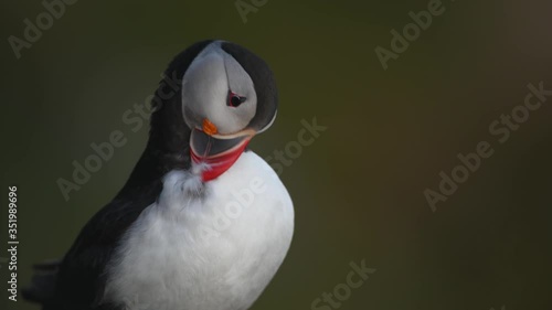 Atlantic puffin 
Fratercula arctica photo