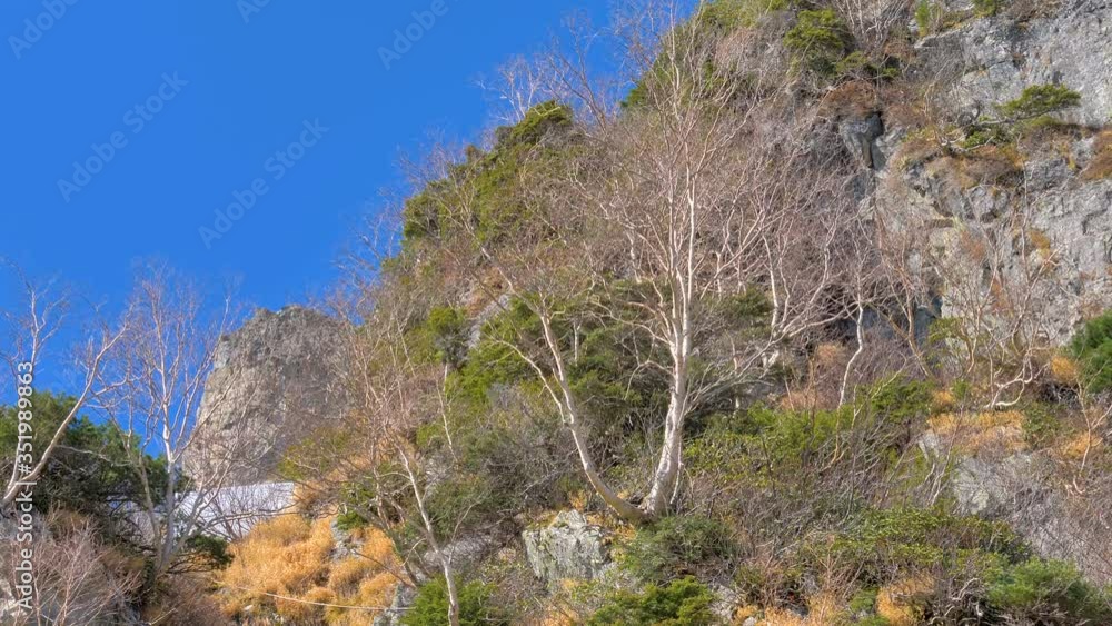 The trees on the rocky mountains of Kurobe in Japan The trees on the rocky mountains of Kurobe in Japan