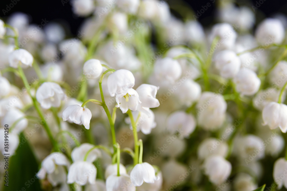 Whites small flowers of May lily of the valley. Poisonous fragrant plant Convallaria majalis. A closeup.