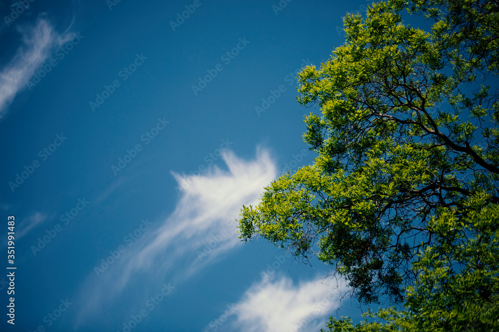 Obraz premium Natural sun flare with blue clouds sky and green leaves.