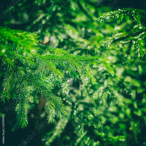 green spruce branches on a background of vegetation blurred background