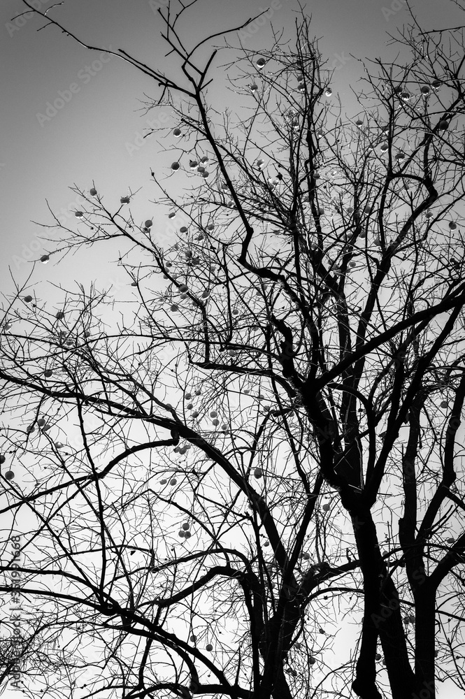 Tall tree with fruit on branches, black and white view. Tall tree with fruit on branches, black and white view.