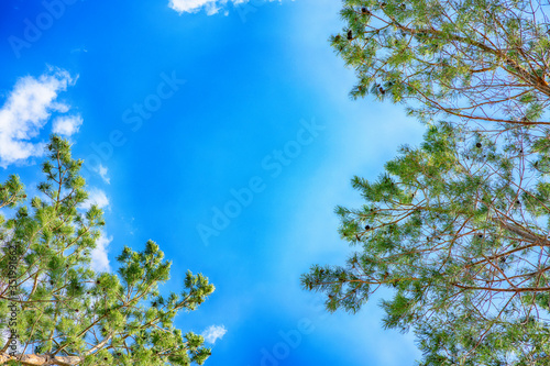 coniferous branches with green needles in perspective against a blue sky