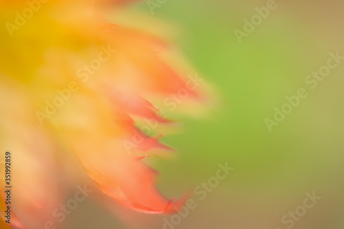 Background image of a defocused maple leaf. Golden autumn concept. Abstract image with autumn colors.