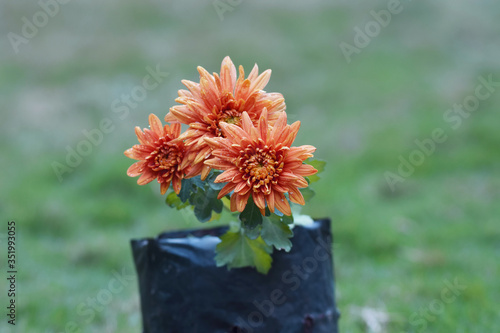Chrysanthemums growing in black container plastic growth bag blooming red pink yellow orange shades photo