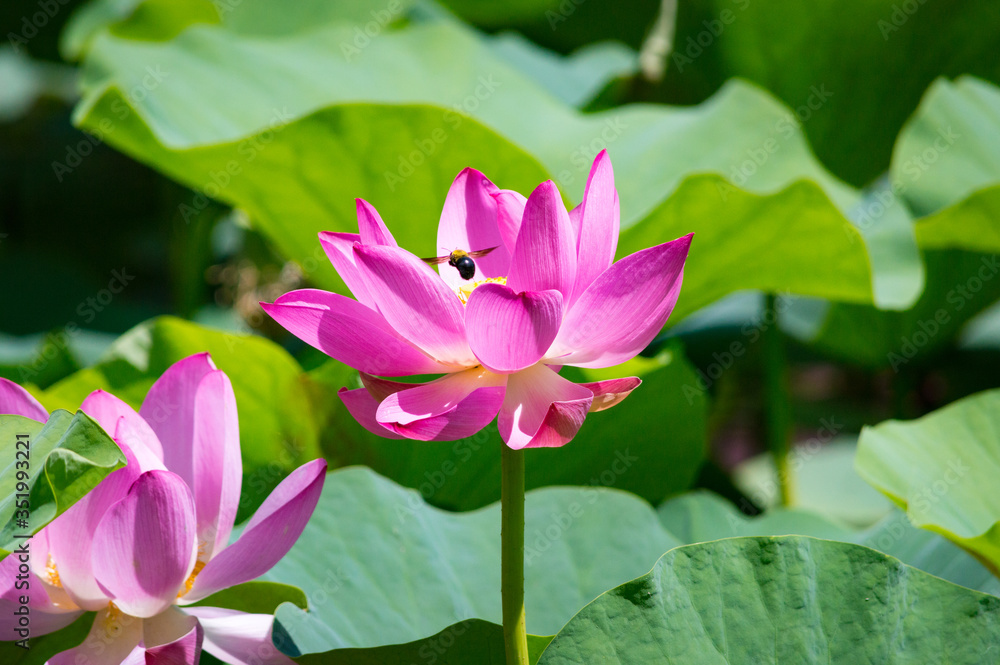 Close-up of beautiful pink waterlily lotus flower Close-up of beautiful pink waterlily lotus flower