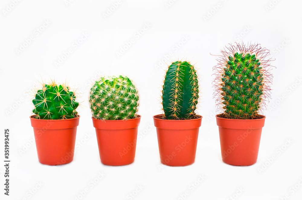 cactus in pot isolated on white cactus in pot isolated on white