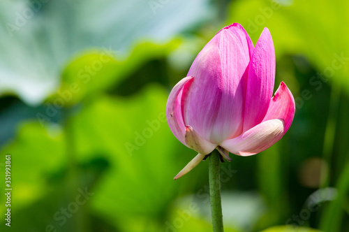Close-up of beautiful pink waterlily lotus flower
