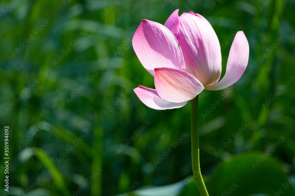 Close-up of beautiful pink waterlily lotus flower Close-up of beautiful pink waterlily lotus flower