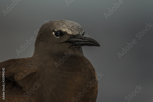 The brown or common noddy (Anous stolidus) aboard a yacht in the middle of the Pacific Ocean, 300 miles from the Tuamotu Archipelago. Its a tropical seabird with a worldwide distribution. photo