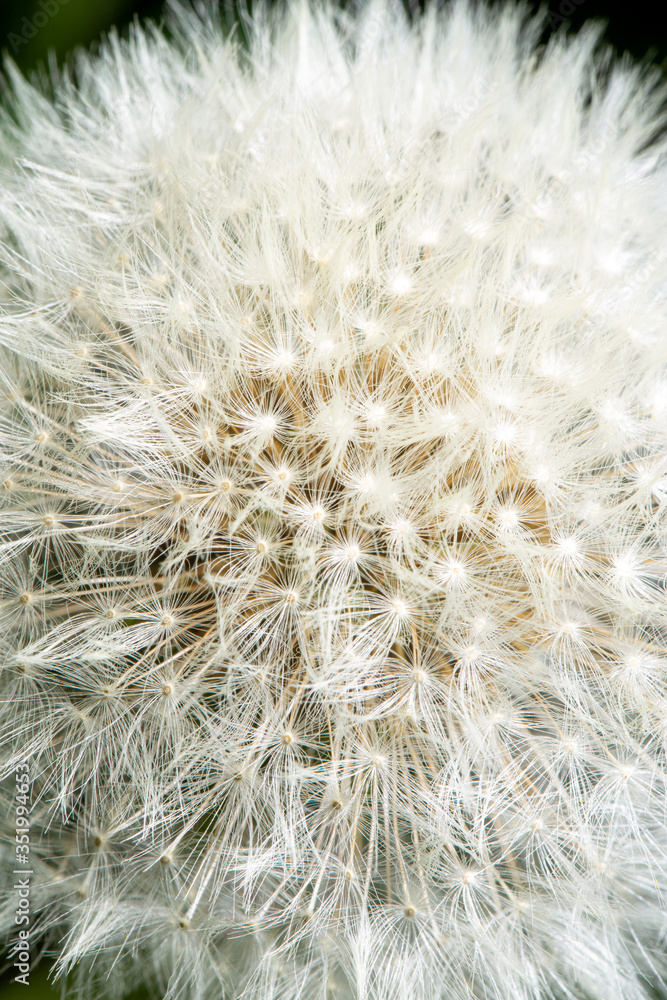 Naklejka premium Fluffy white flower head of dandelion texture