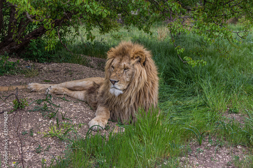 Big mighty lion resting under a tree. The Panthera leo is a species in the family Felidae  it is a deep-chested cat with a short  rounded head and a hairy tuft at the end of its tail.