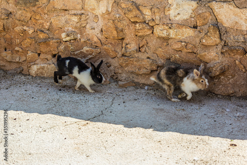Two fluffy bunnies run along the wall in the shelter. Rabbits are small mammals in the family Leporidae of the order Lagomorpha (along with the hare and the pika).