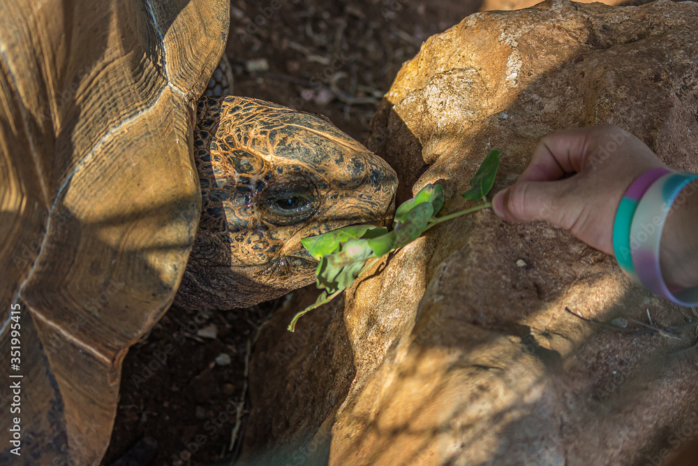 Naklejka premium Girl feeds a large elephant tortoise (Chelonoidis elephantopus) with a branch with leaves. With lifespans in the wild of over 100 years, it is one of the longest-lived vertebrates.