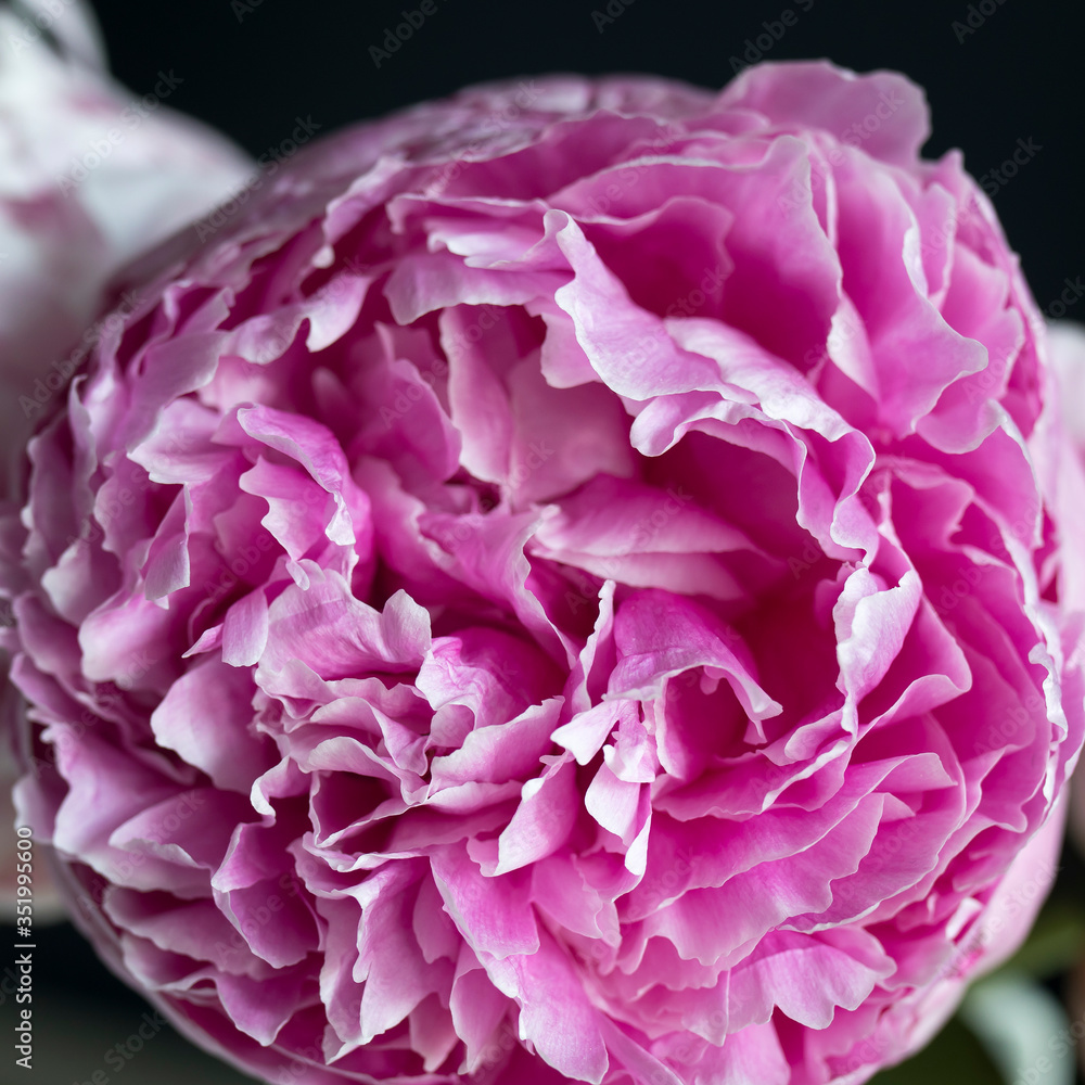 Fresh blooming peony closeup. Square format. Fresh blooming peony closeup. Square format.