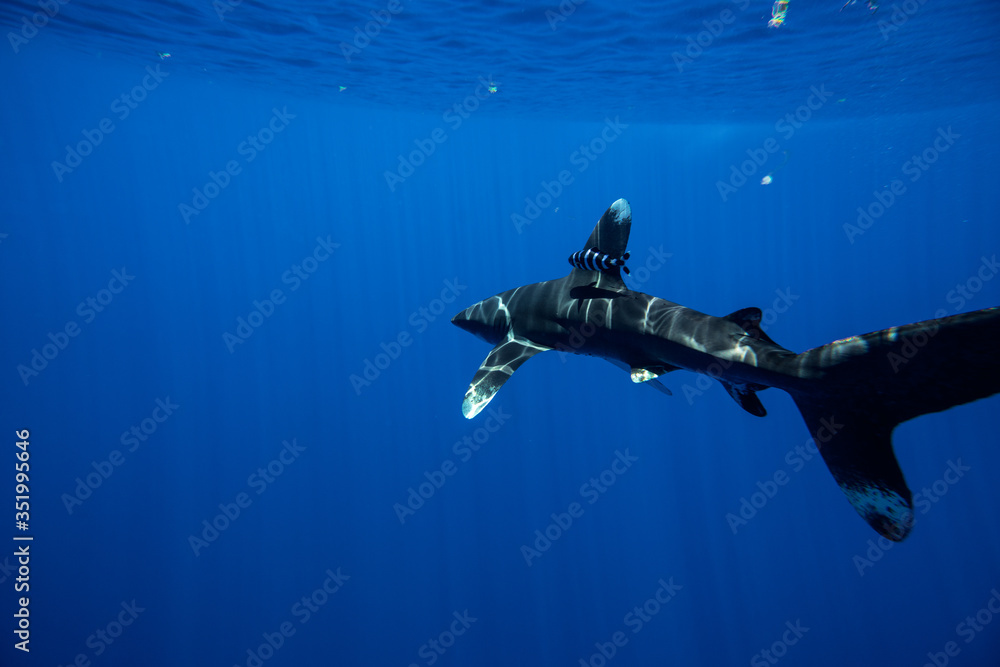 Naklejka premium Whitetip shark. Mauritius