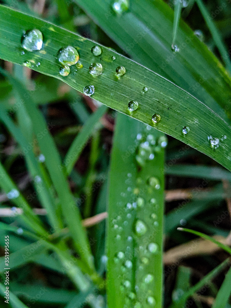 water drops on a grass water drops on a grass