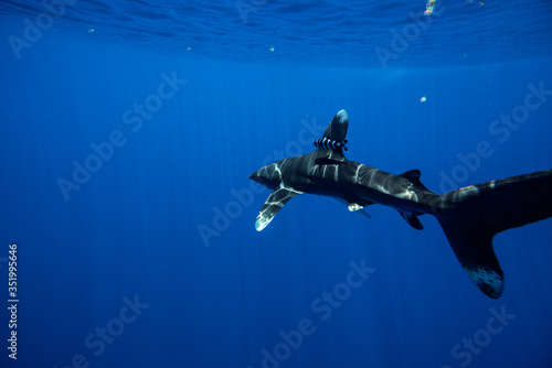 Fototapeta Naklejka Na Ścianę i Meble -  Whitetip shark. Mauritius