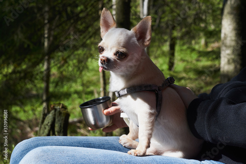 chihuahua rests outdoors sitting on his knees   © Roman