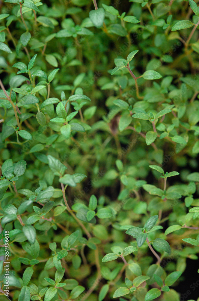 Green Lemon Thyme. grown at home. macro shot. healthy eating concept Green Lemon Thyme. grown at home. macro shot. healthy eating concept