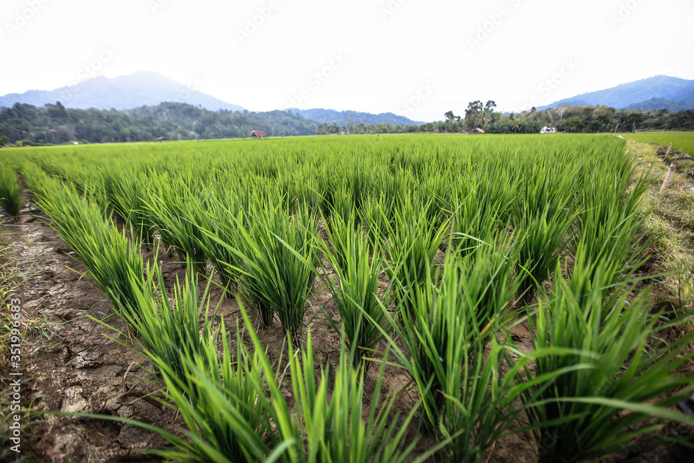 Rice Field in the Morning Rice Field in the Morning