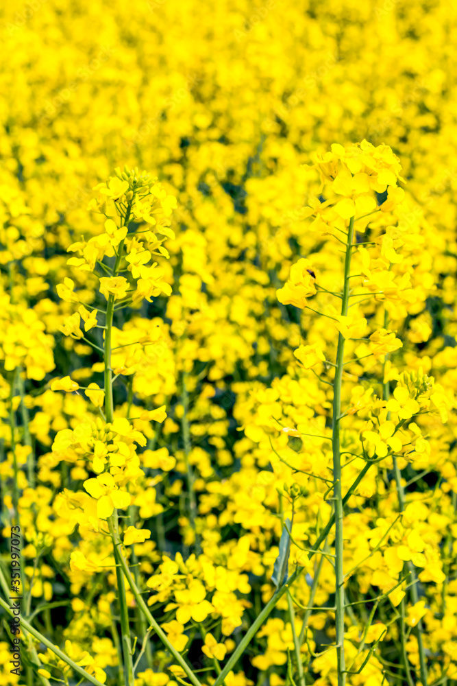 Fototapeta premium Gelbes Rapsfeld im Frühling