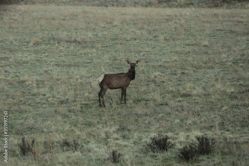 Elk in a field