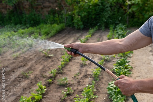 man watering garden seedlings with hose.