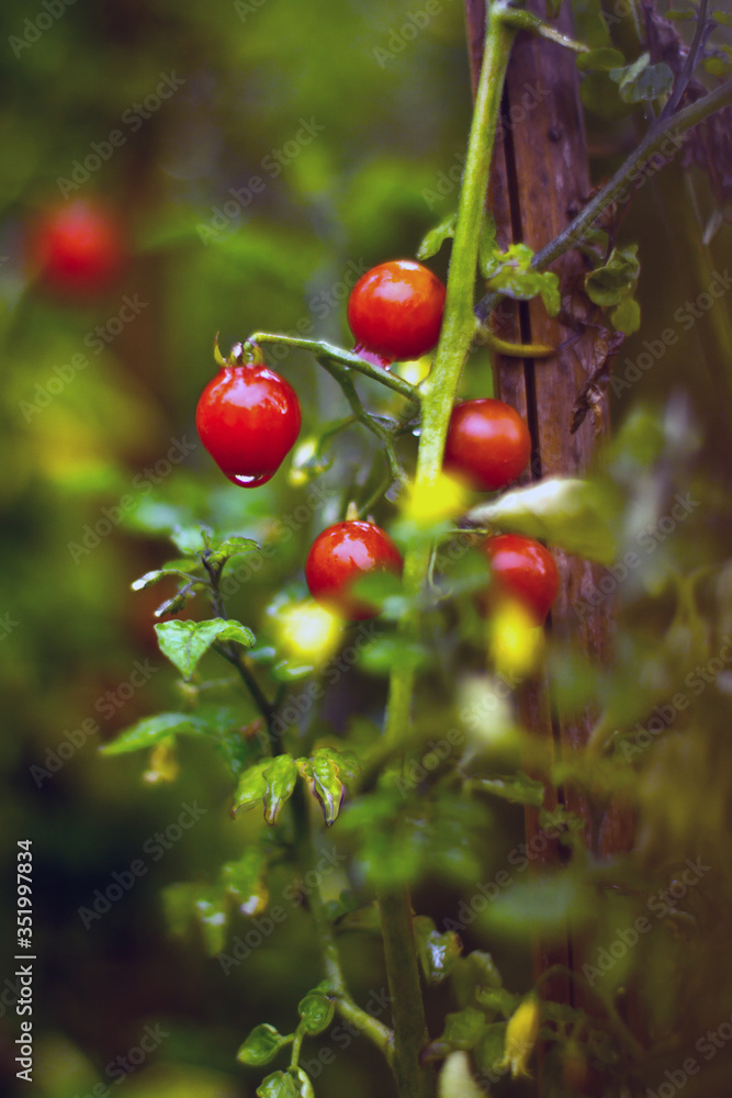 Ripe red cherry tomatoes hanging on the vine of a tomato tree in the garden (selective focus).