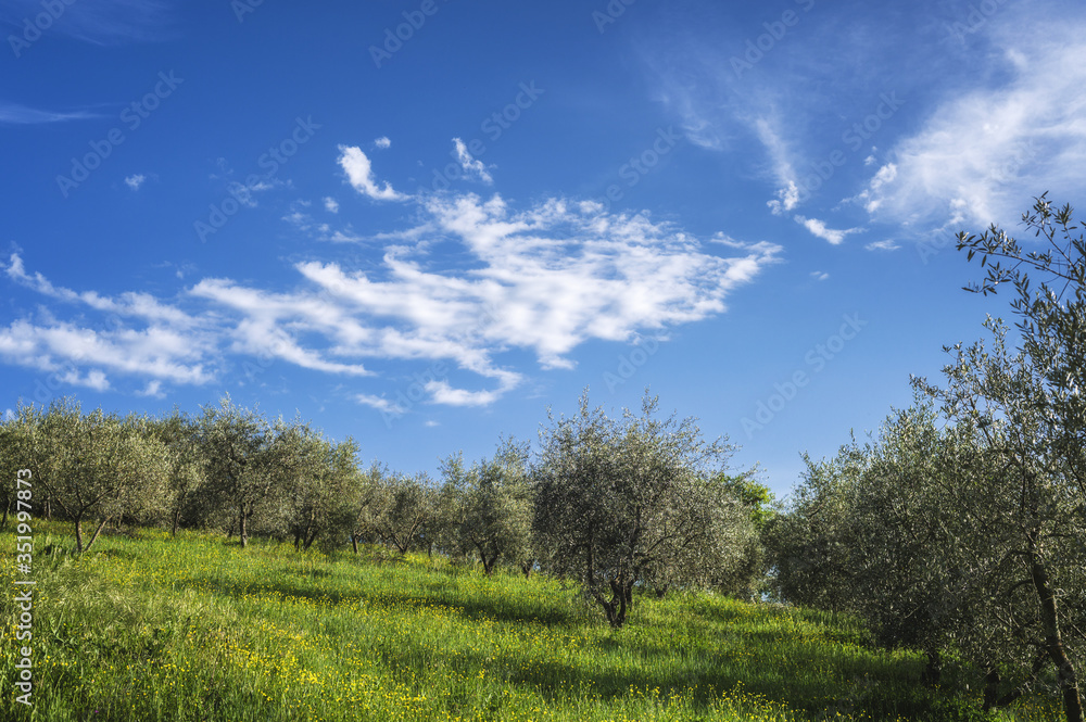 Green nature on a beautiful sunny day Green nature on a beautiful sunny day