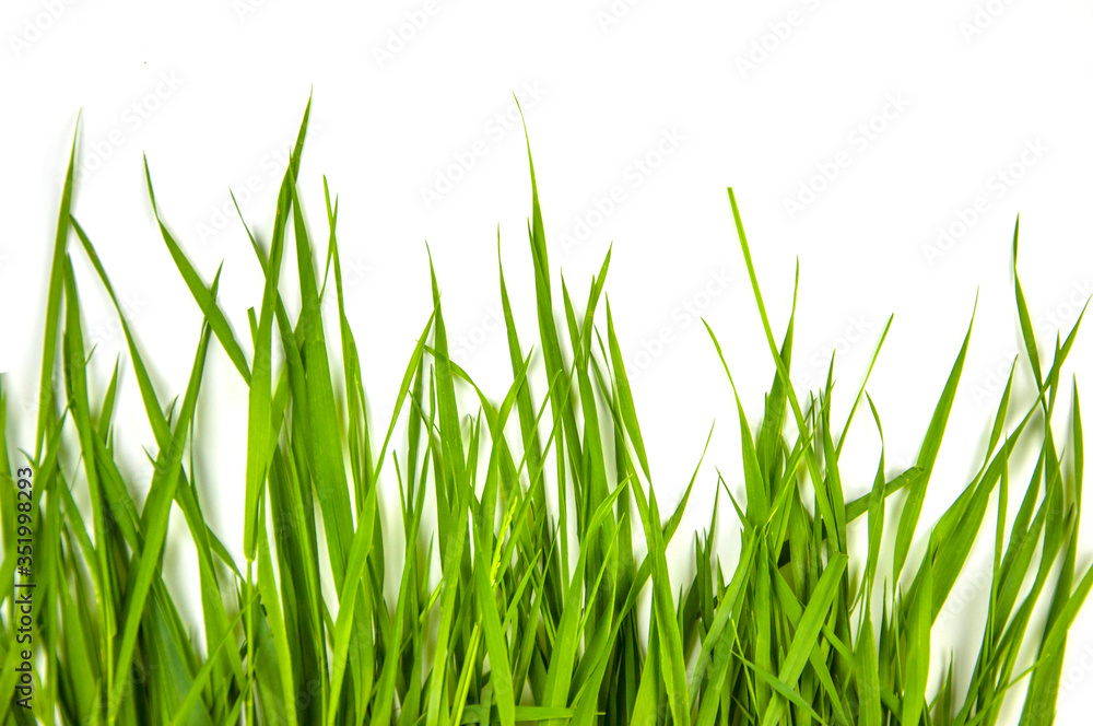 juicy green spears of grass background