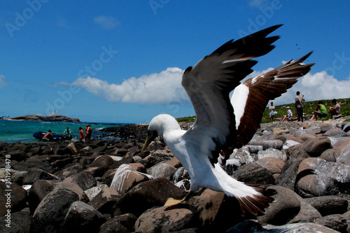 caravelas, bahia / brazil - october 22, 2012: Birds are seen on island in the Abrolhos Marine Park, in southern Bahia. photo