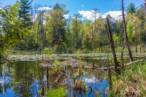 Fototapeta Naklejka Na Ścianę i Meble -  Beaver lodge in a pond in springtime