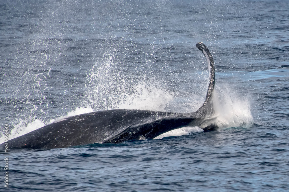 Fototapeta premium Humpback Whale photographed in Vitoria, Capital of Espirito Santo. Southeast of Brazil. Atlantic Ocean. Picture made in 2019.